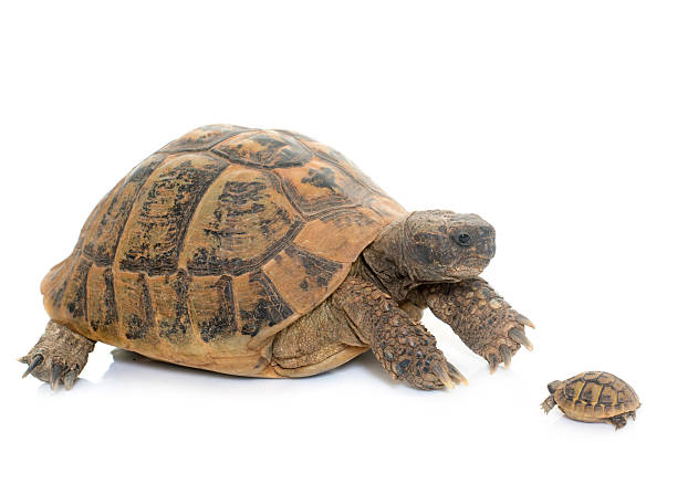 istock Hermanns Tortoise and baby turtle 585156052