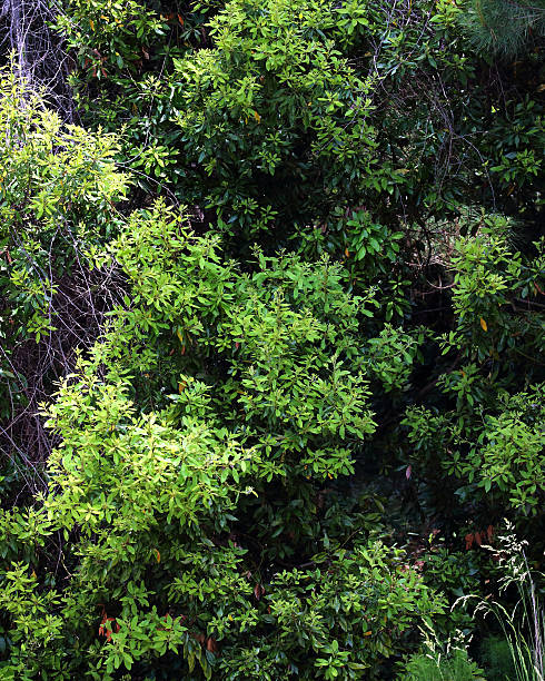 istock Forest edge covered completely with lush green ivy 585156546