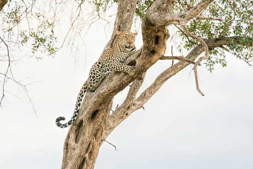 Leopard on tree - ready to hunting