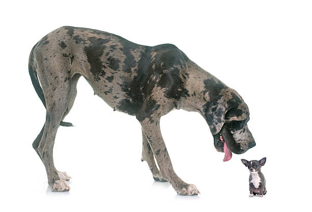 istock Great Dane and puppy chihuahua in studio 585156816