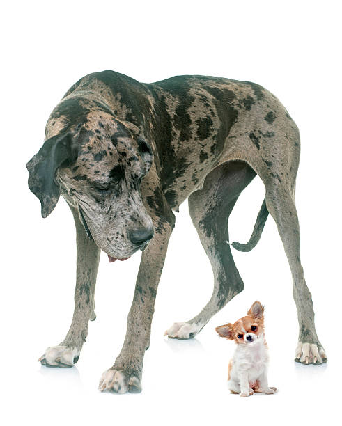 istock Great Dane and puppy chihuahua in studio 585156894