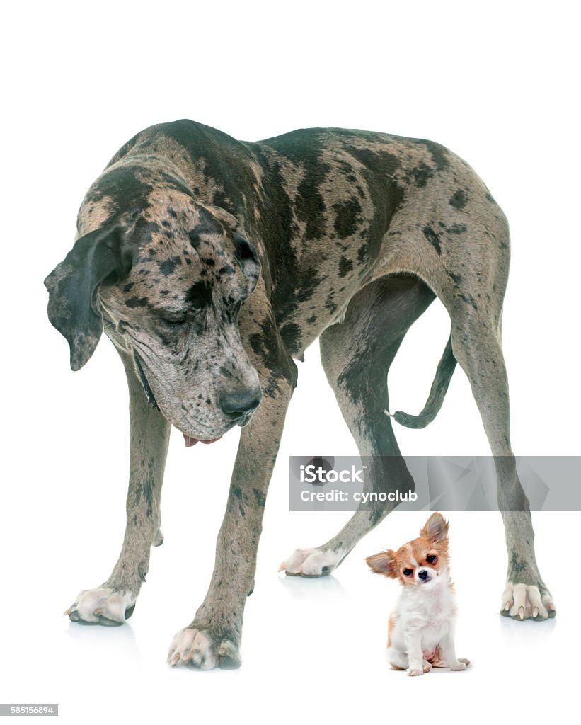 Great Dane and puppy chihuahua in studio Great Dane and puppy chihuahua in front of white background Chihuahua - Dog Stock Photo