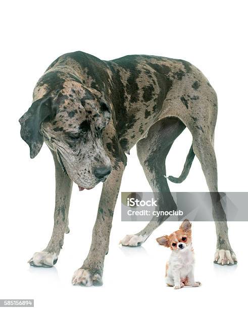 Great Dane And Puppy Chihuahua In Studio Stock Photo - Download Image Now - Chihuahua - Dog, Great Dane, Dog