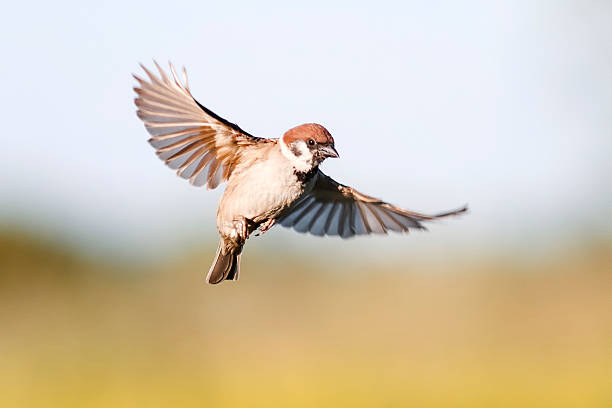 vogelspatz flattert im sommer am himmel - sperling stock-fotos und bilder