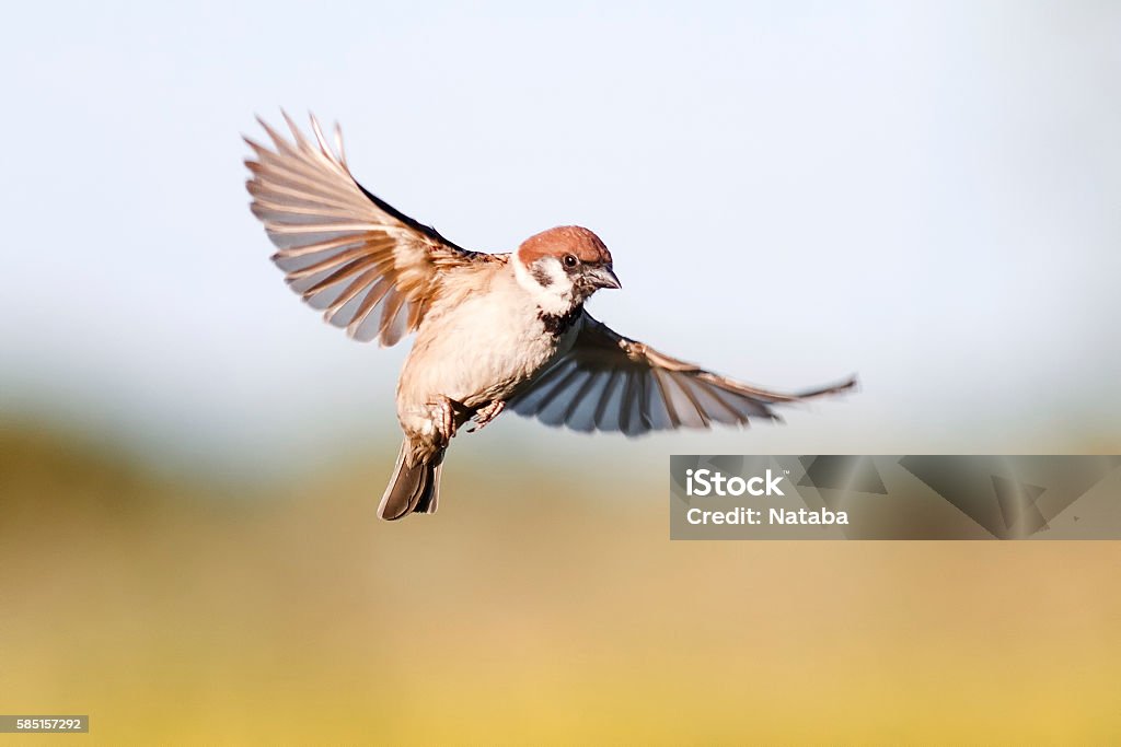 bird Sparrow flutters in the sky in the summer little bird Sparrow flutters in the sky in the summer Sparrow Stock Photo