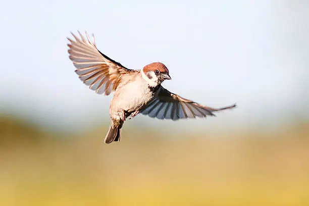 little bird Sparrow flutters in the sky in the summer