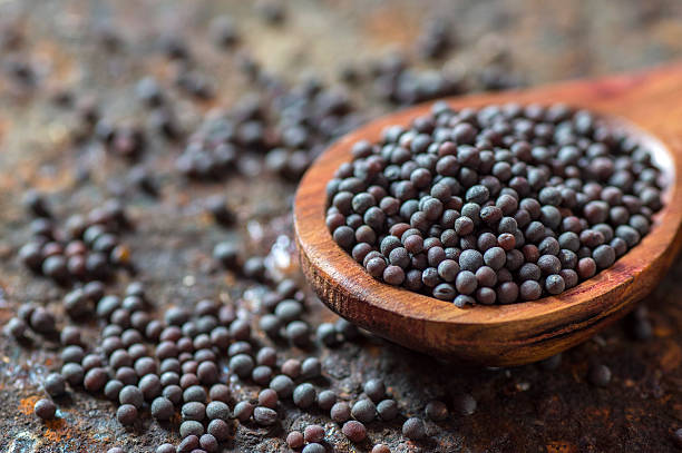 semillas de mostaza marrón - mustard plant fotografías e imágenes de stock