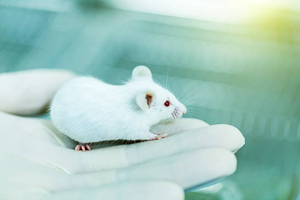 black color mouse in a human hand - isolated on white