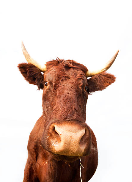 istock Cow portrait on white background 585158542