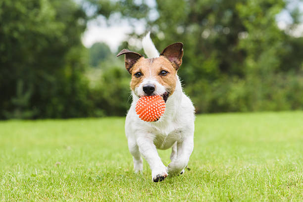 drôle de chien de compagnie jouant avec une boule de jouet orange - aller chercher photos et images de collection