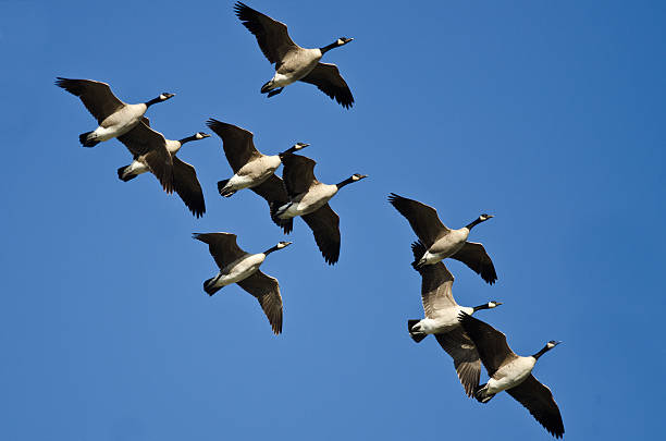 istock Flock of Canada Geese Flying in a Blue Sky 585159256