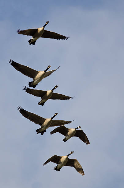 istock Flock of Canada Geese Flying in a Blue Sky 585159384