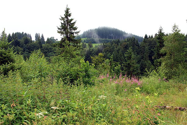 naturaleza pura - alm bavaria mountain summer fotografías e imágenes de stock