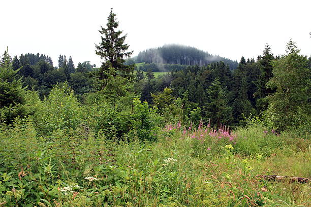 чистая природа - alm bavaria mountain summer стоковые фото и изображения