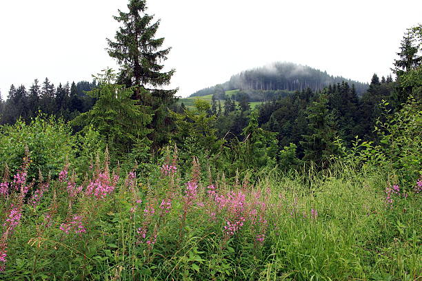 пасмурная горная вершина - alm bavaria mountain summer стоковые фото и изображения
