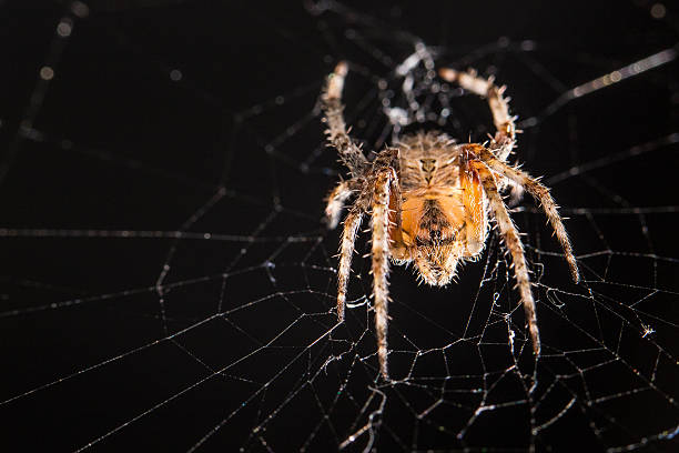 Spider on spider web stock photo