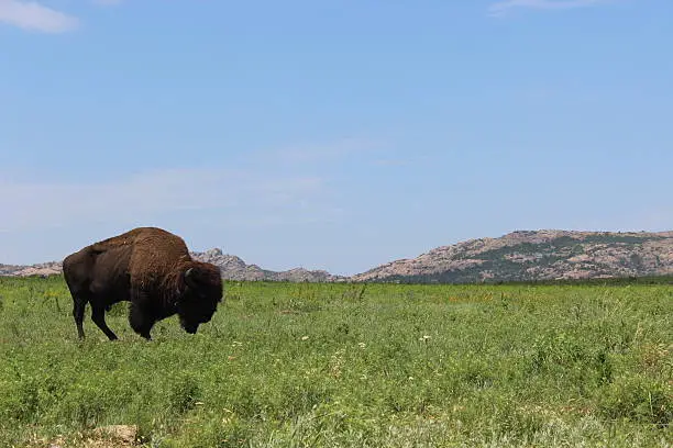 Buffalo roaming freely on Wichita Mountain wildlife refuge