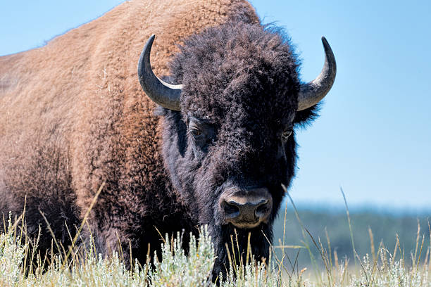 istock The Stare of a Buffalo 585162090
