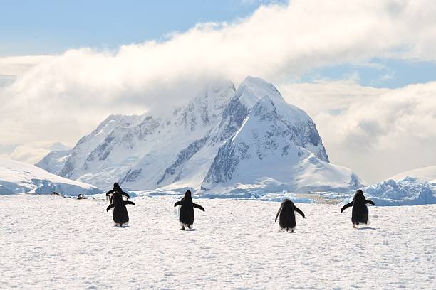 istock Gentoo Penguins and Mountain 585162212