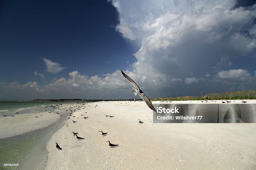 Black Skimmer on Tigertail Beach Black Skimmer on Tigertail Beach, Marco Island, Florida Gulf Coast Beach Stock Photo