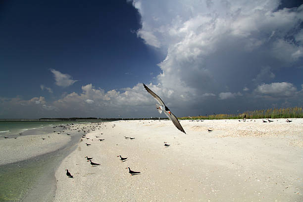 Black Skimmer on Tigertail Beach Black Skimmer on Tigertail Beach, Marco Island, Florida Gulf Coast marco island stock pictures, royalty-free photos & images