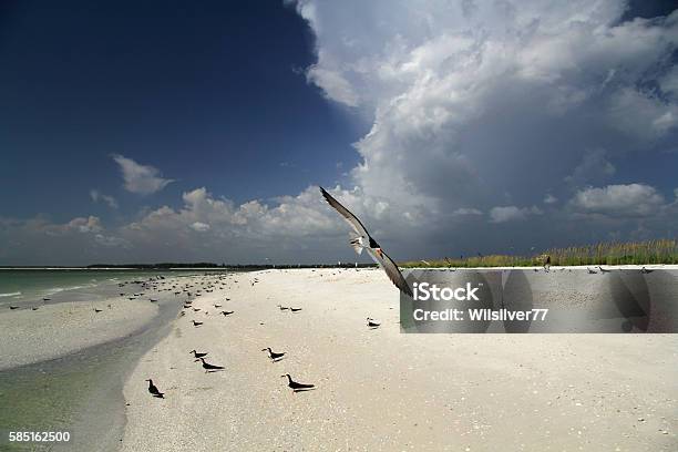 Black Skimmer On Tigertail Beach Stock Photo - Download Image Now - Beach, Marco Island, Florida - US State