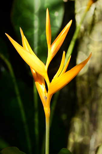 Golden Torch Heliconia (Heliconia psittacorum L.f ) on natural green background.