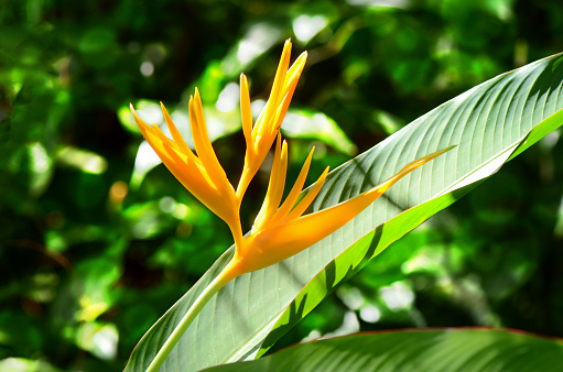 Golden Torch Heliconia (Heliconia psittacorum L.f ) on natural green background.
