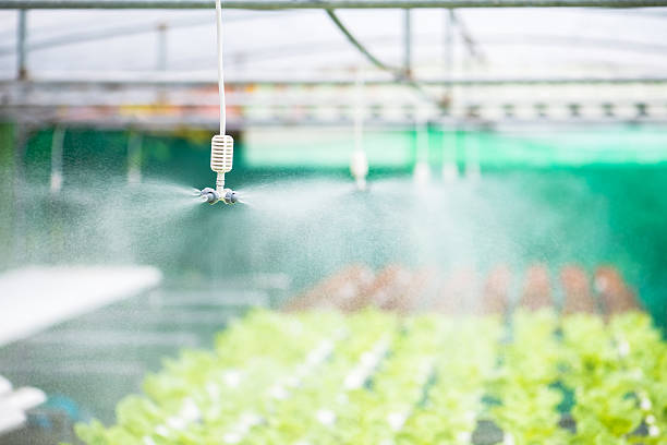 istock Springer spraying for watering vegetables hydroponic farm 585162796