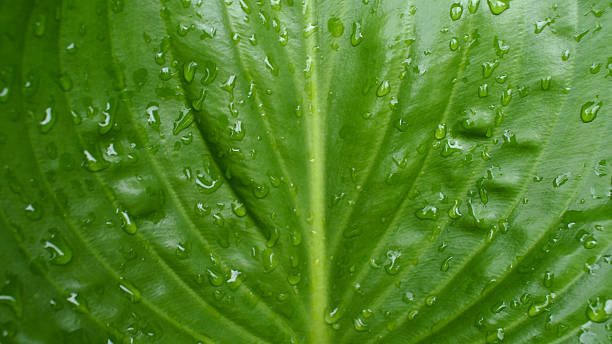 water drop on green leaf  - water rainforest frond tropical climate fotografías e imágenes de stock