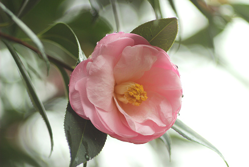 Light pink camellia flower