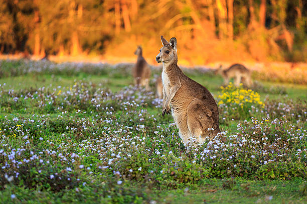 wild kangaroo - kangaroo outback australia sunset stock-fotos und bilder