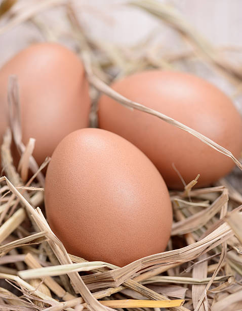 świeżego kurczaka jaj gniazdo na stół z drewna  - agriculture brown burlap cholesterol zdjęcia i obrazy z banku zdjęć