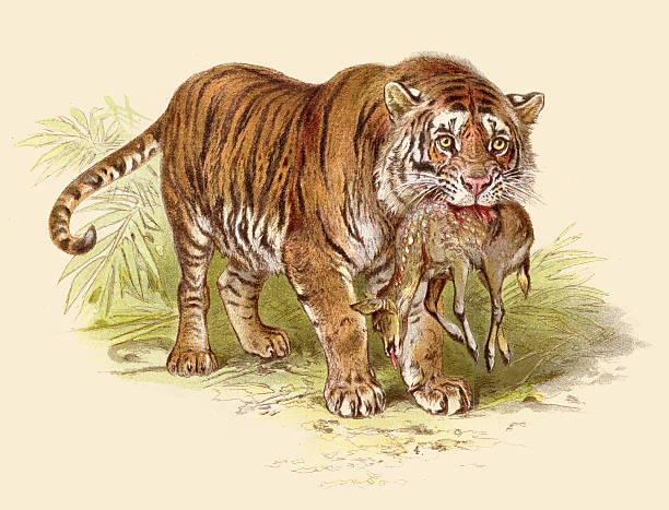 1,114 Drawing Of Royal Bengal Tiger Illustrations & Clip Art - iStock