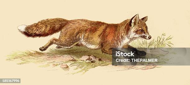 Red Fox Illustration 1888 Stock Illustration - Download Image Now - Fox, Old-fashioned, Illustration