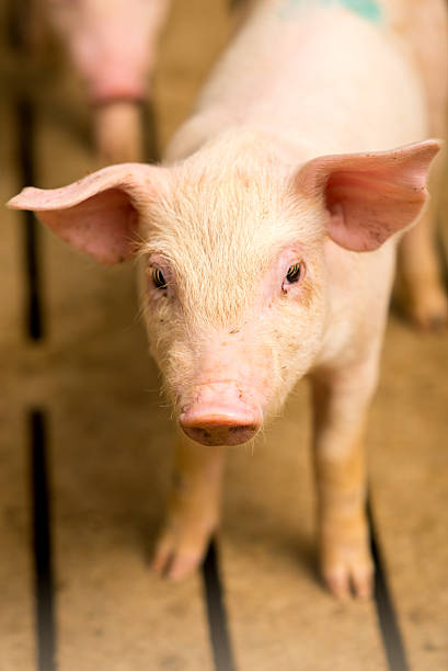 istock Pig at a factory 585168190