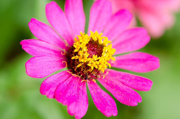 Fiori di Macro Zinnia. - foto stock