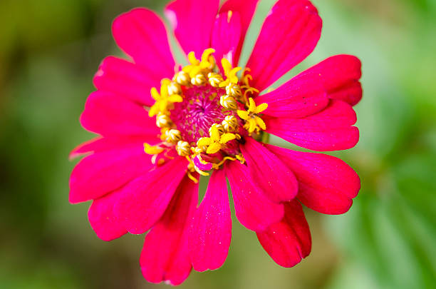 マクロジニアの花。 ストックフォト