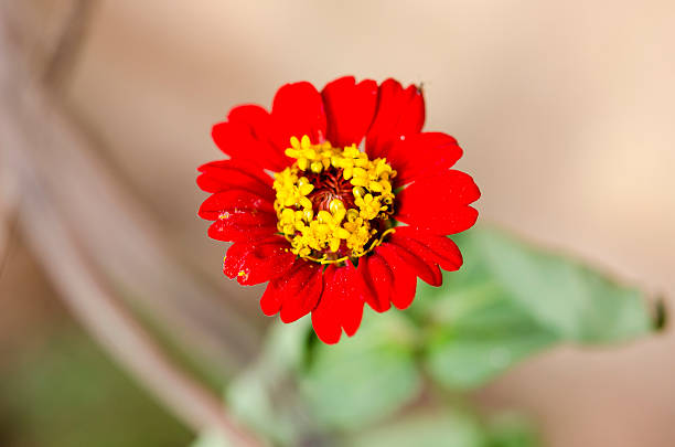 Fiori di Macro Zinnia. - foto stock