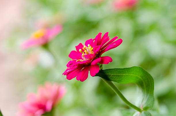 Fiori di Macro Zinnia. - foto stock