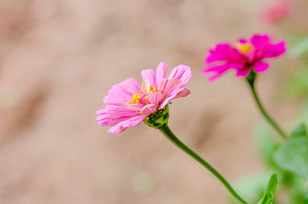 Fiori di Macro Zinnia. - foto stock