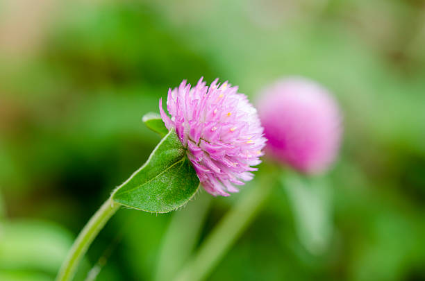 Globe Amaranth o Bachelor Button fiore macro girato in natura. - foto stock