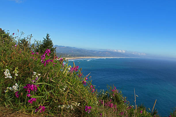 istock Washington flowery coastline 585172096