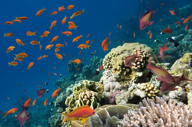 istock Reef with a variety of hard and soft corals 585174156
