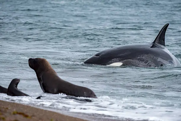 Killer whale while attacking a newborn sea lion on patagonia beach