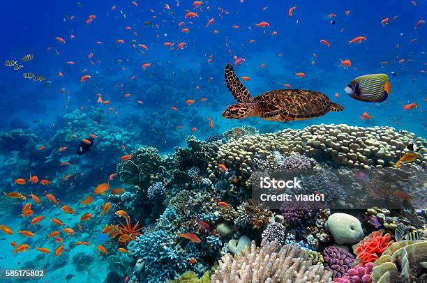 Tropical Fish And Turtle Stock Photo - Download Image Now - Marsa Alam, Turtle, Animal