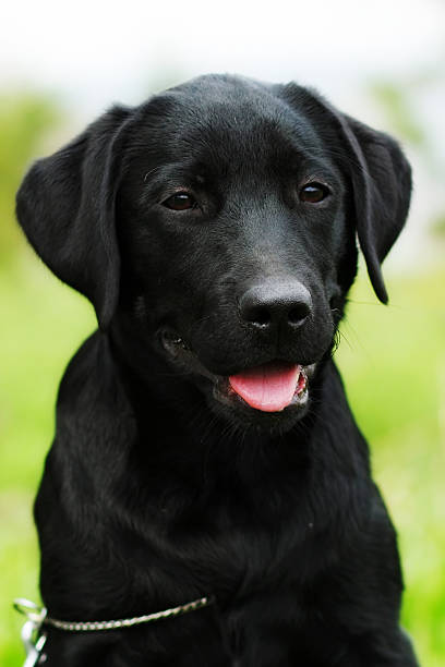 istock cute black Labrador puppy sitting on the grass 585175810