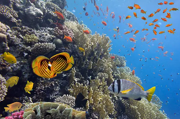 Coral landscape.Red Sea, Egypt.
