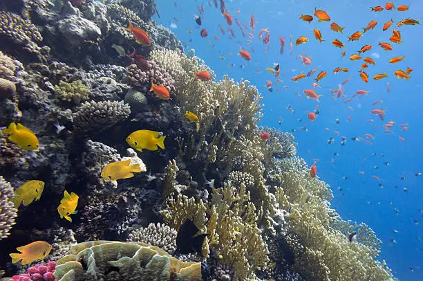 Coral landscape.Red Sea, Egypt.