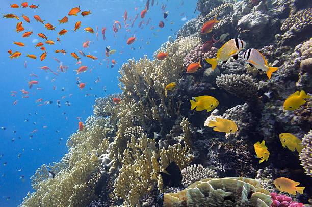 istock Coral landscape.Red Sea, Egypt 585176232
